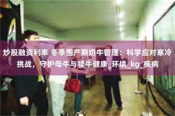 炒股融资利率 冬季围产期奶牛管理：科学应对寒冷挑战，守护母牛与犊牛健康_环境_kg_疾病